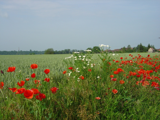 Gatersleben